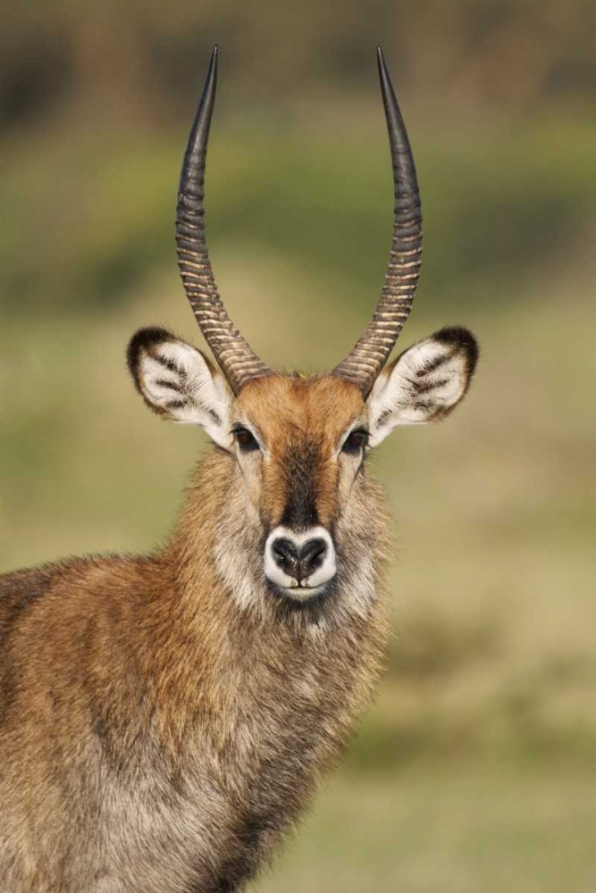 Kenya, Lake Naivasha Male Defassa waterbuck